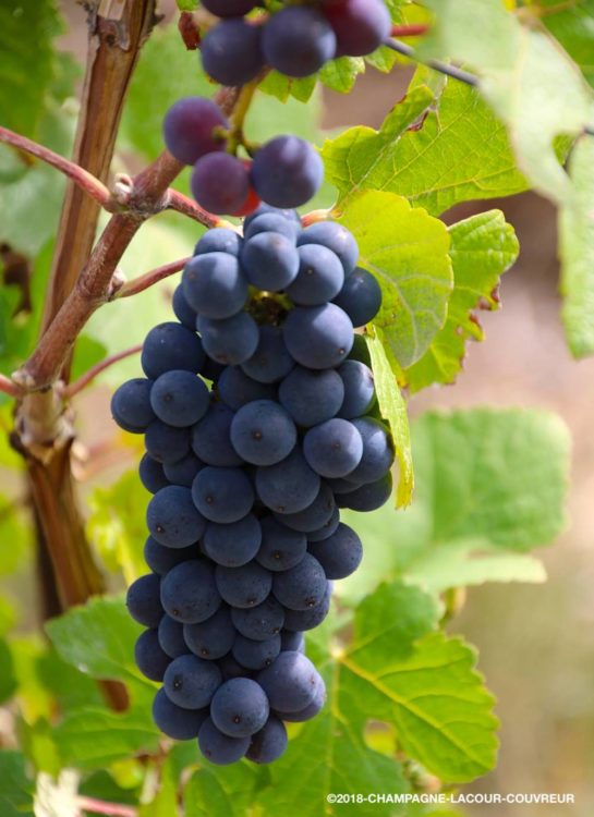 elle n'entend plus qu'on la cueille...